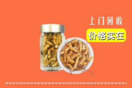 康保县回收散虫草